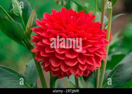 Nahaufnahme der Blumen im Herbstgarten Stockfoto