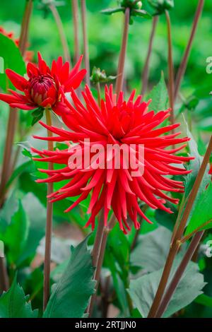Nahaufnahme der Blumen im Herbstgarten Stockfoto