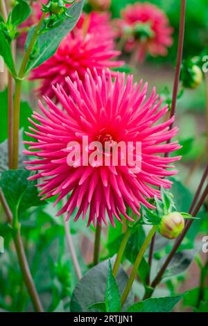 Nahaufnahme der Blumen im Herbstgarten Stockfoto