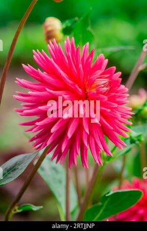 Nahaufnahme der Blumen im Herbstgarten Stockfoto