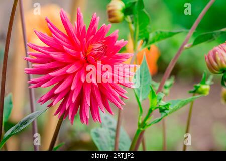 Nahaufnahme der Blumen im Herbstgarten Stockfoto