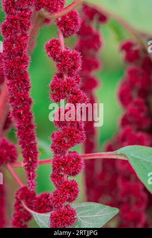 Nahaufnahme der Blumen im Herbstgarten Stockfoto