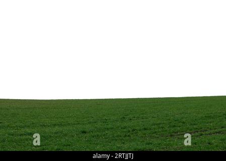 Grünes Feld mit blauem Himmel als Hintergrund. Grünes Gras im Frühjahr. Stockfoto