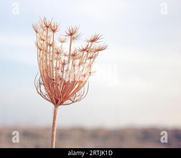 Getrocknete Daucus carota, die wilde Karotte am Ende des Sommers. Das Bild fängt die komplexe Schönheit der Details der Natur ein. Stockfoto