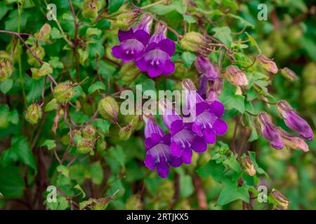 Nahaufnahme der Blumen im Herbstgarten Stockfoto