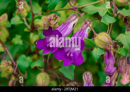 Nahaufnahme der Blumen im Herbstgarten Stockfoto