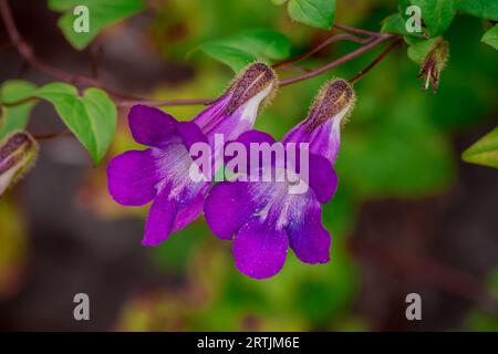 Nahaufnahme der Blumen im Herbstgarten Stockfoto