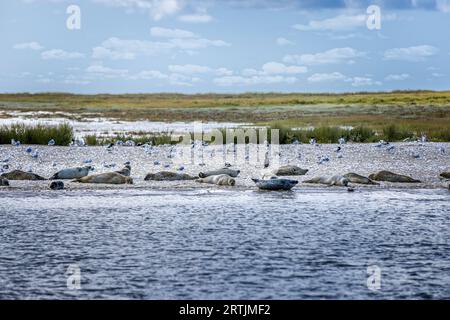 Robbengruppe an einem Sandstrand Stockfoto