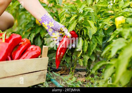 Farmer pflücken im Garten von Hand roten frischen, Reifen Bio-Pfeffer Stockfoto