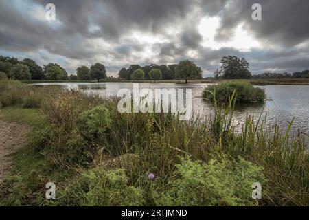 Letzte Distelblüte vor dem Herbst an einem stürmischen Tag Stockfoto