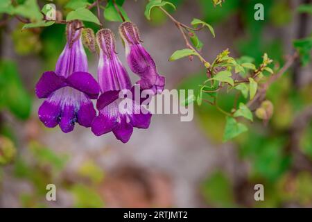 Nahaufnahme der Blumen im Herbstgarten Stockfoto