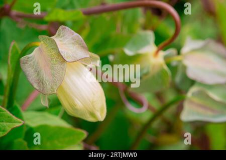 Nahaufnahme der Blumen im Herbstgarten Stockfoto