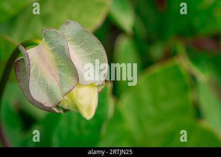 Nahaufnahme der Blumen im Herbstgarten Stockfoto