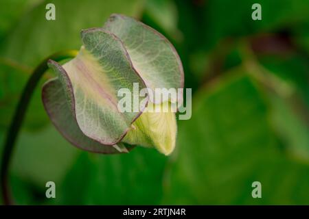 Nahaufnahme der Blumen im Herbstgarten Stockfoto