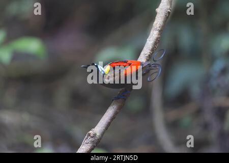 Wilsons Paradiesvogel zeigt Raja Ampat West Papua Indonesia Stockfoto