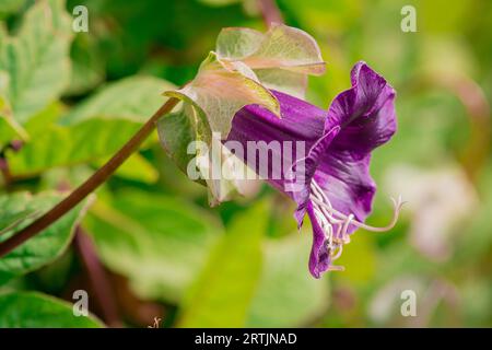 Nahaufnahme der Blumen im Herbstgarten Stockfoto