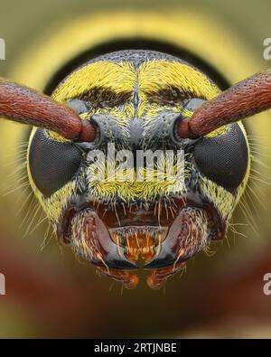 Porträt des Kopfes eines schwarz-gelben Longhorn-Käfers, der eine Wespe nachahmt, isoliert (Plagionotus detritus) Stockfoto