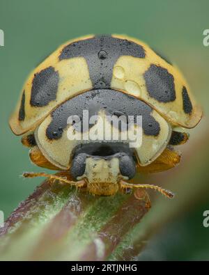 Porträt einer schwarz-gelben Marienkäfer oder Marienkäfer mit Morgentau, grüner Hintergrund (14-gefleckter Marienkäfer, Propylea quatuordecimpunctata) Stockfoto