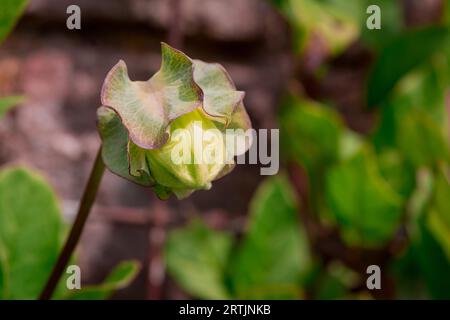 Nahaufnahme der Blumen im Herbstgarten Stockfoto