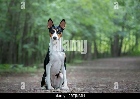 Hundezucht Basenji, die auf dem Weg im Wald sitzt. Stockfoto