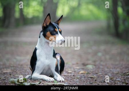 Basenji-Hund sitzt im Wald. Der Basenji ist eine Rasse aus der Familie der Basenji. Stockfoto