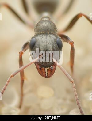 Porträt des Kopfes einer grauen Ameise mit Unterkiefer (Formicidae) Stockfoto