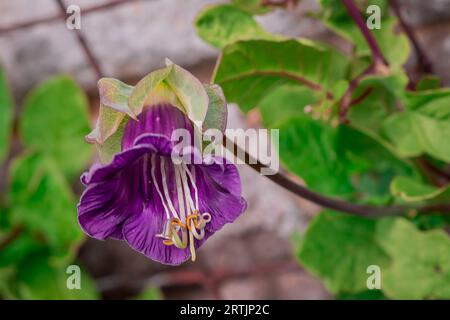 Nahaufnahme der Blumen im Herbstgarten Stockfoto