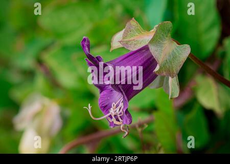 Nahaufnahme der Blumen im Herbstgarten Stockfoto