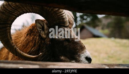 Nahaufnahme eines großen Horngebirges im ländlichen Bauernhof Paddock. Konzeptfoto Wildtiere und Agrarindustrie. Stockfoto