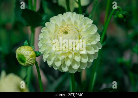 dahlienblüten mit floralem Hintergrund an einem sonnigen Tag Stockfoto