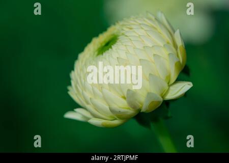 dahlienblüten mit floralem Hintergrund an einem sonnigen Tag Stockfoto