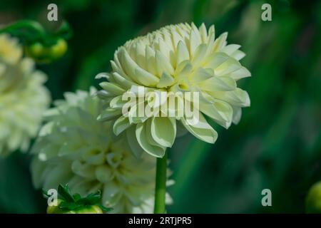 dahlienblüten mit floralem Hintergrund an einem sonnigen Tag Stockfoto