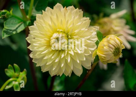 dahlienblüten mit floralem Hintergrund an einem sonnigen Tag Stockfoto
