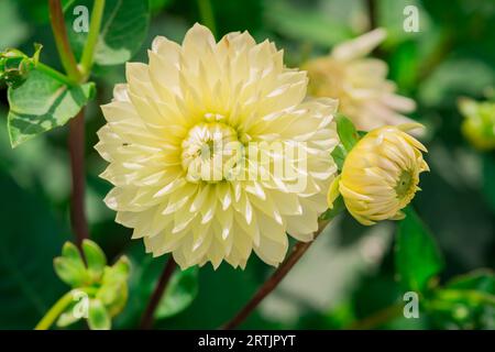 dahlienblüten mit floralem Hintergrund an einem sonnigen Tag Stockfoto