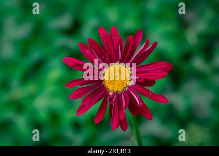 dahlienblüten mit floralem Hintergrund an einem sonnigen Tag Stockfoto