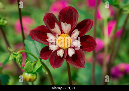 dahlienblüten mit floralem Hintergrund an einem sonnigen Tag Stockfoto