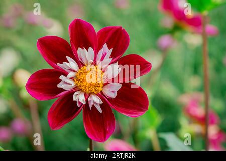 dahlienblüten mit floralem Hintergrund an einem sonnigen Tag Stockfoto