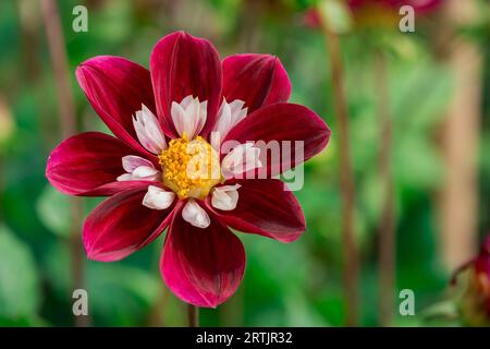 dahlienblüten mit floralem Hintergrund an einem sonnigen Tag Stockfoto