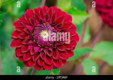 Nahaufnahme der Blumen im Herbstgarten Stockfoto