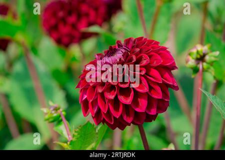 Nahaufnahme der Blumen im Herbstgarten Stockfoto