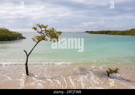 Leerer deutscher Strand (Playa de los Alemanes) auf der Insel Santa Cruz, Galapagos Nationalpark, Ecuador. Stockfoto