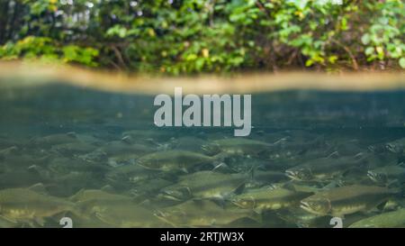 Große Schule des rosa Lachses in einem tiefen Becken eines alpinen Baches in British Columbia, Kanada. Stockfoto