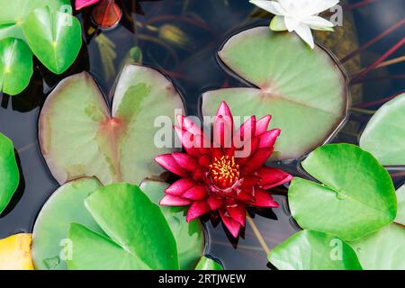 Blühende Lotusblüte, Seerose. Heiliger Lotus Nelumbo Nucifera blüht in einem Teich. Stockfoto