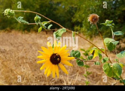 Eine wunderschöne, auffällige Jahressonnenblume oder Helianthus, die von zwei Bienen und einer kleinen Spinne an einem heißen, trockenen Spätsommernachmittag in Benbrook, Texas, besucht wird Stockfoto