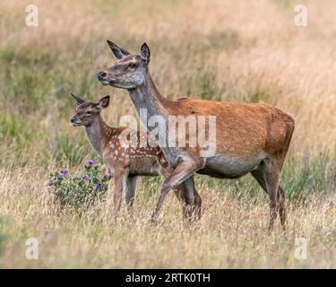Rotwild Kalb und Mutter Stockfoto