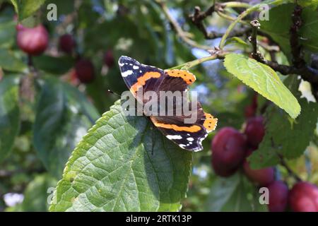 Rebecca Atalanta, auch Red Admiral Butterfly genannt, ruht mit offenen Flügeln auf dem Blatt eines Victoria Plum Tree. Stockfoto