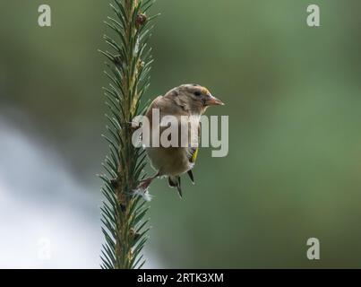 Juveniler Goldfink auf dem Tannenzweig im Wald mit natürlichem Grünwaldhintergrund Stockfoto