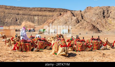 Nomad mit einer Schar von geschnürten Reitkamelen in der Wüste und moderne Straße mit Lkw im Hintergrund, Al Ula, Saudi-Arabien Stockfoto
