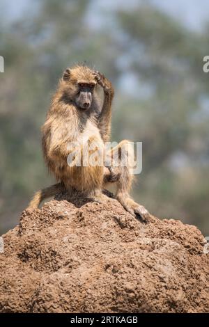 Pavian (Papio cynocephalus ursinus), der auf einem Termitenhügel sitzt, um nach Raubtieren Ausschau zu halten. Chacma-Pavian. Lower Zambezi National Park, Sambia Stockfoto