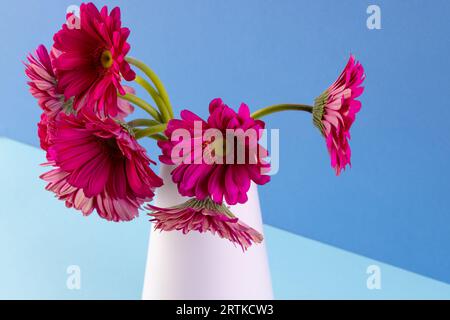 Rosafarbene Gerbera-Blüten in weißer Vase und Kopierraum auf blauem Hintergrund Stockfoto